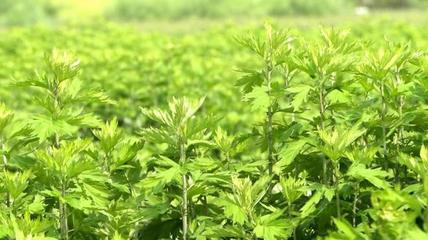 甲辰年首届郑州岐黄&middot;中医药发展大会4月10日~13日在新密市举办