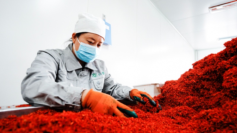 高新区(新市区)企业新奇康药业助力新疆中药材全产业链高质量发展