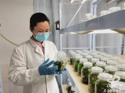 全市首家!忠县一企业获批生产铁皮石斛代用茶